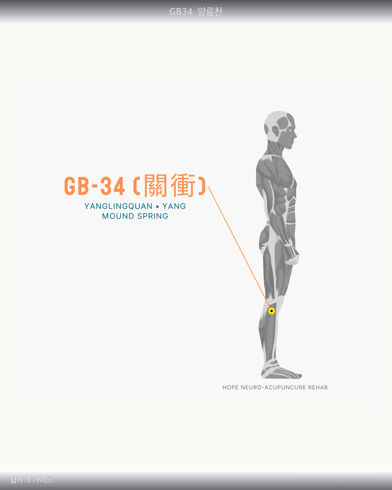 GB34 혈자리 위치 그림